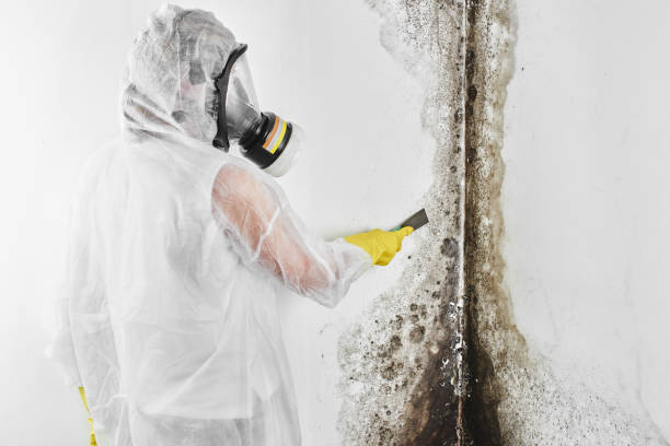 Best Best Mold Removal Companies  in Atchison, KS