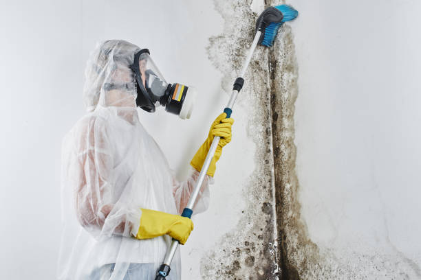 Best Certified Mold Removal  in Atchison, KS