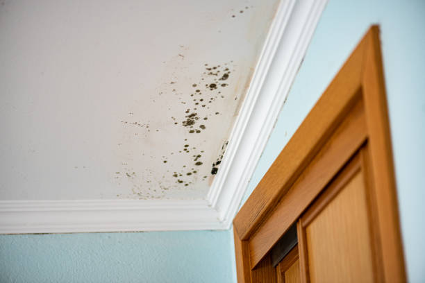 Best Office Mold Removal Services  in Atchison, KS