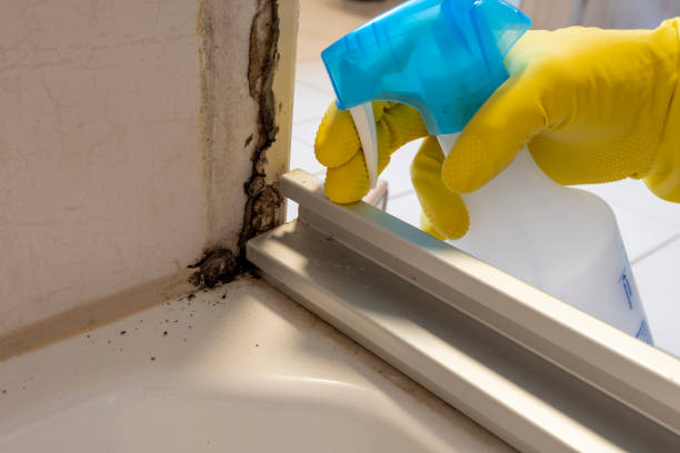 Best Mold Testing and Removal  in Atchison, KS