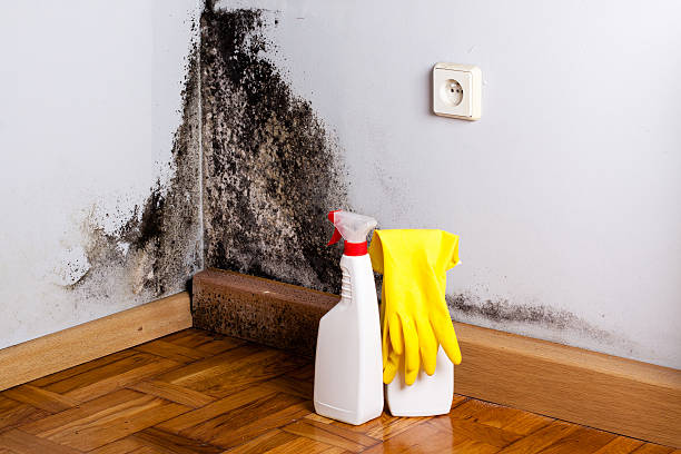 Office Mold Removal Services in Atchison, KS