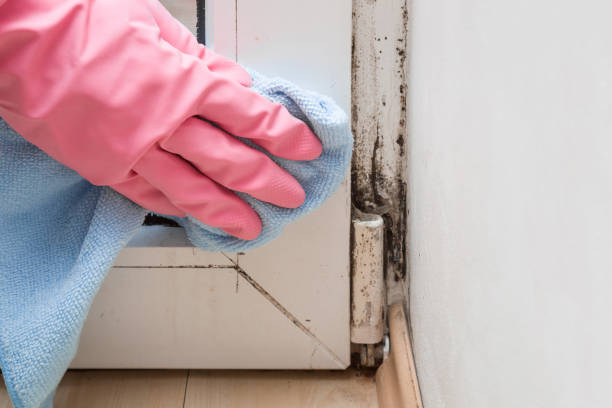 Mold Testing and Removal in Atchison, KS